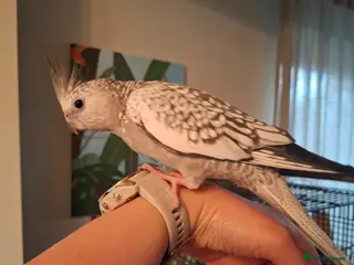 Cockatiels birds Female White cheek cockatiel - Advert 1