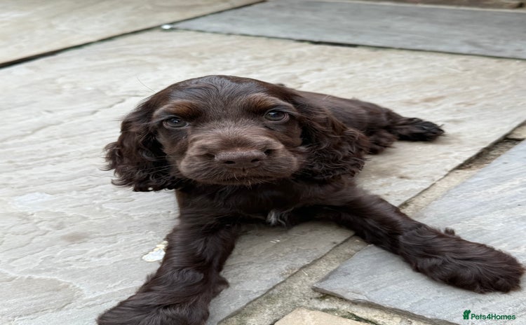 Cocker Spaniel dogs - Advert 1