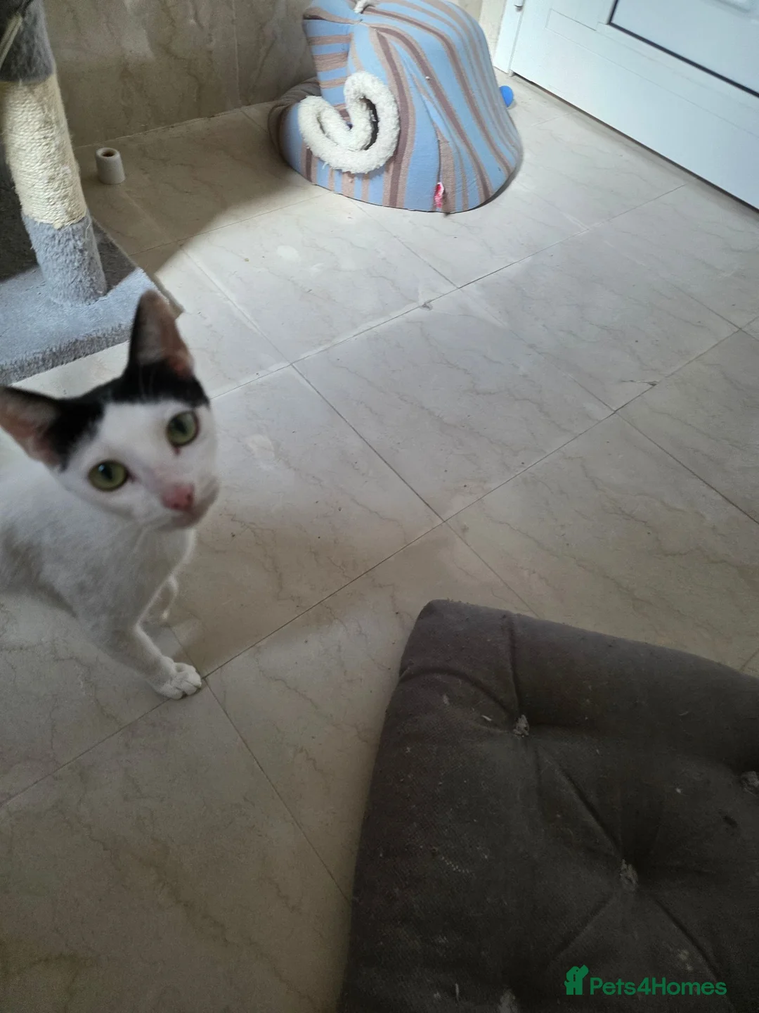 Arabian Mau cats for adoption: Mummy Isla - Advert 2