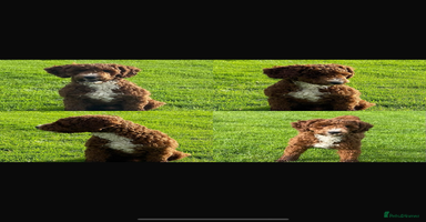 Labradoodle dogs - Advert 12