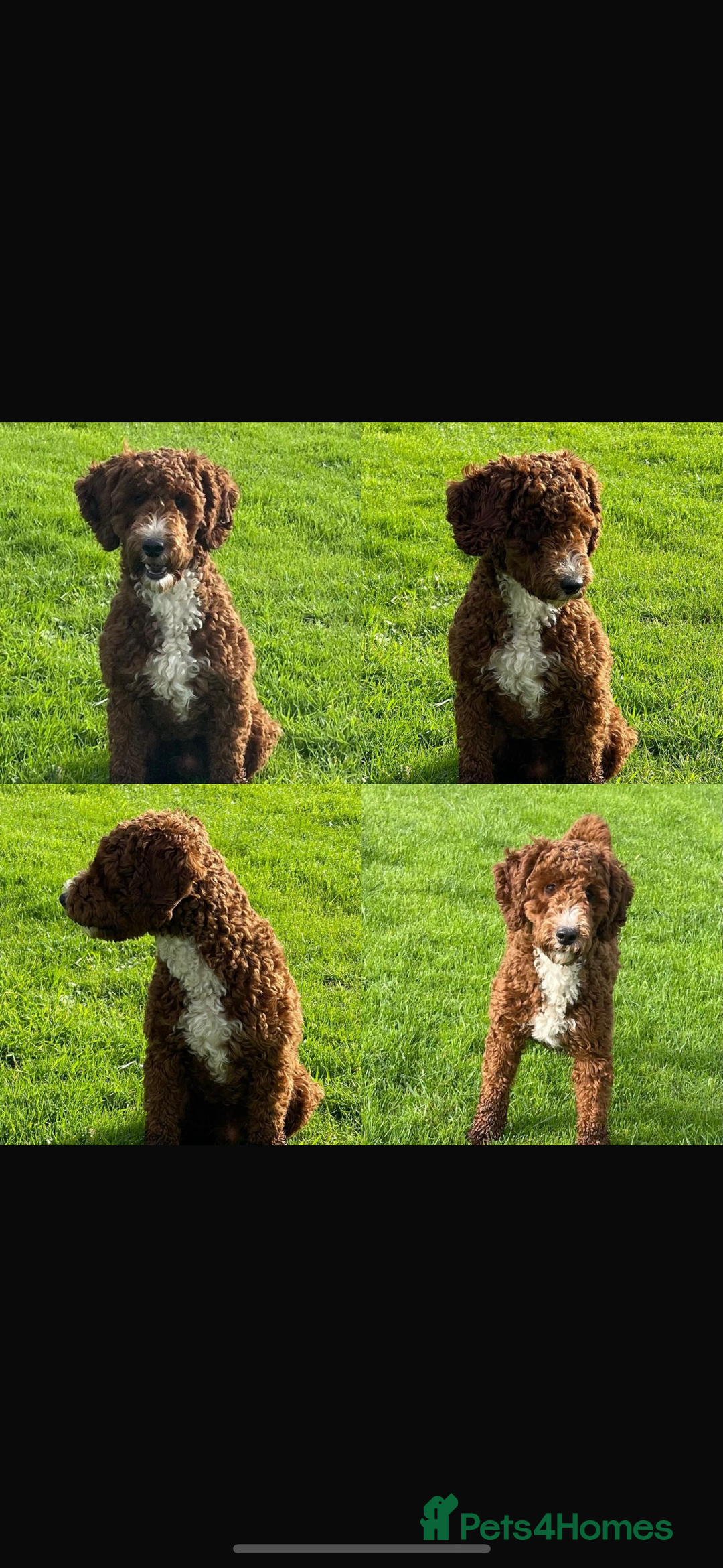 Labradoodle dogs for sale: Stunning deep red F1 labradoodles - Image 3