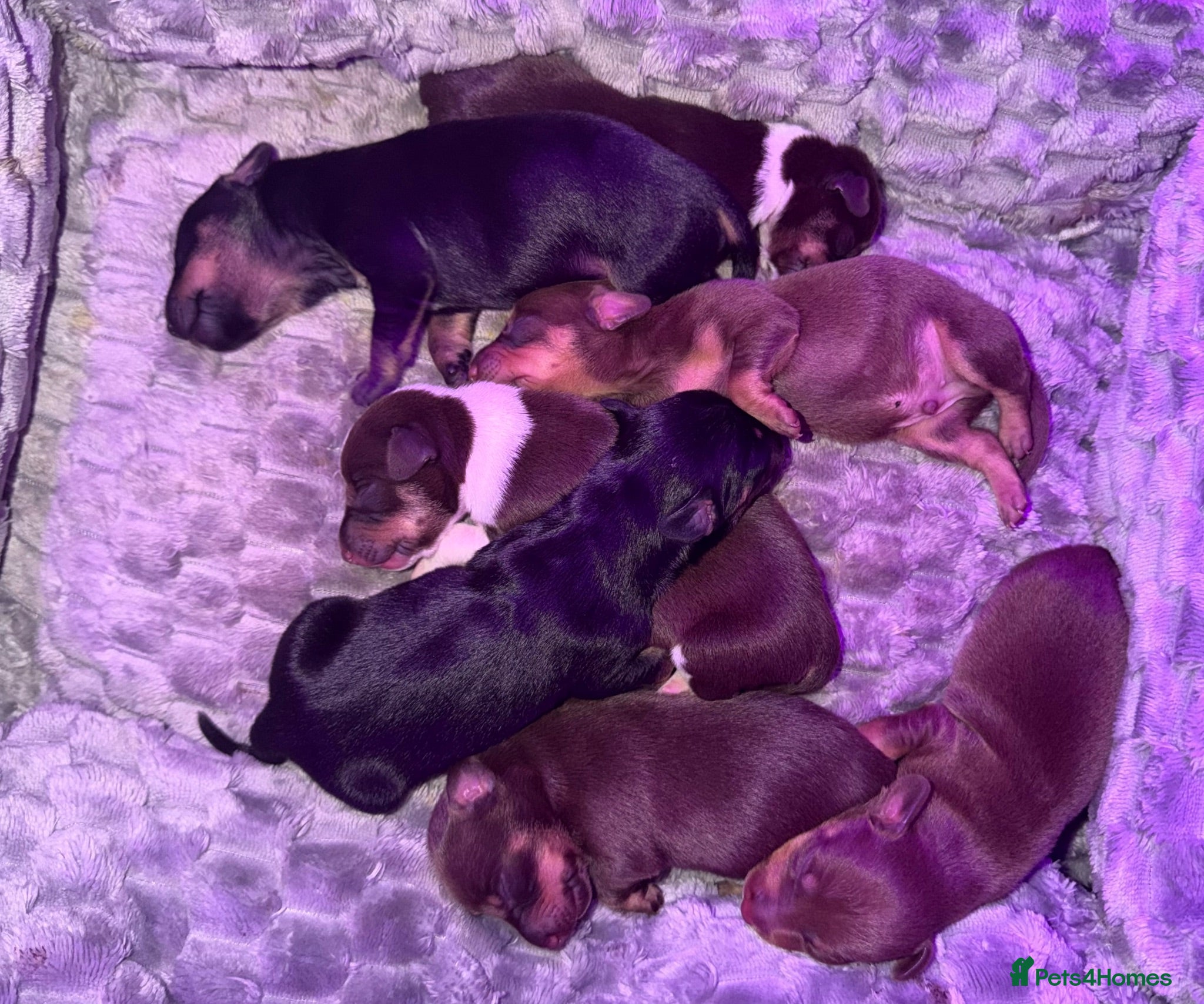 Mixed Breed dogs Mini Dasch / Kelpie pups  - Advert 1