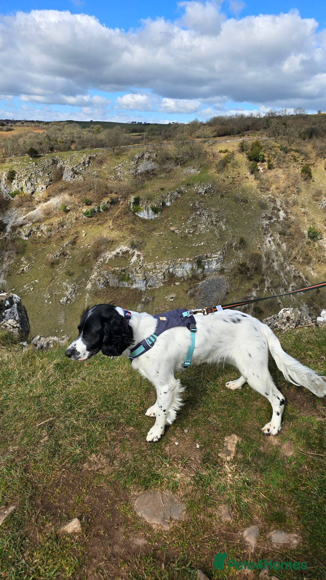 Sprocker dogs for sale: Sprocker Spaniel Lenny - Image 5