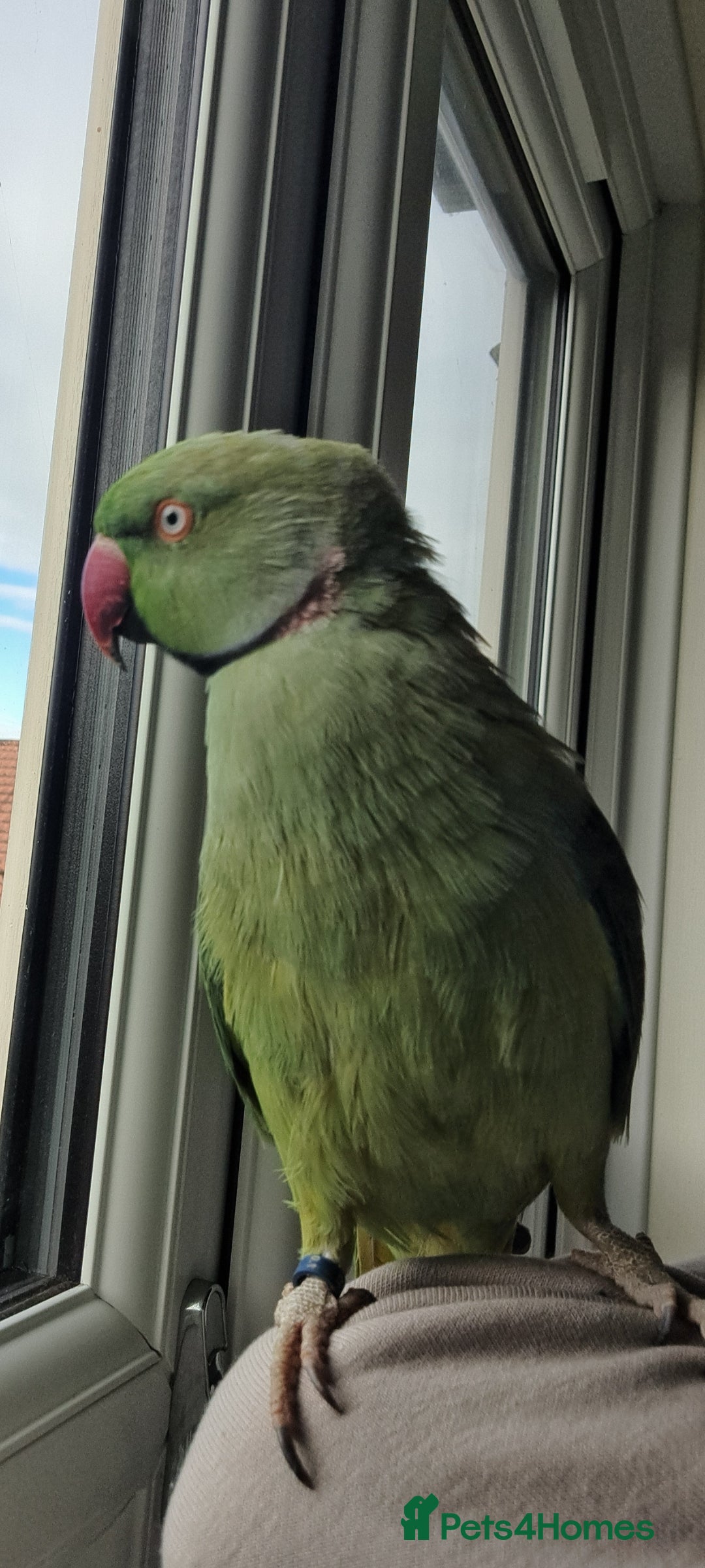 Ringnecks birds for sale: 2 year old male Indian Ringneck parrot - Advert 4