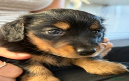 Miniature Dachshund dogs for sale: Long haired miniature dachshund puppies  - Image 1