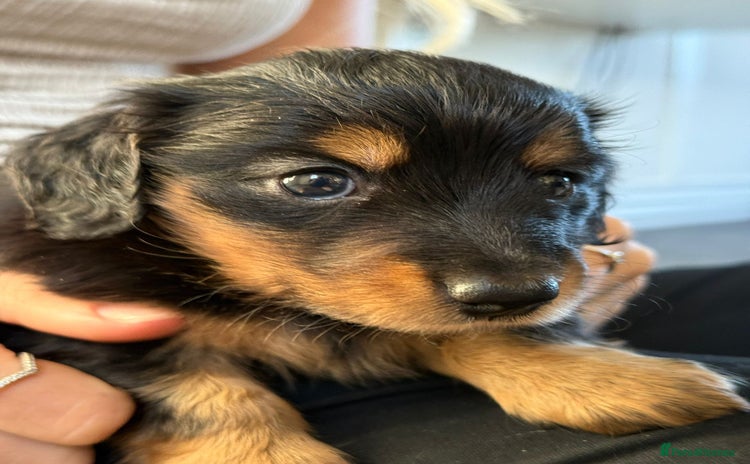 Miniature Dachshund dogs - Advert 11