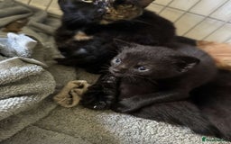 British Shorthair cats for sale: 6 beautiful kittens  - Image 7