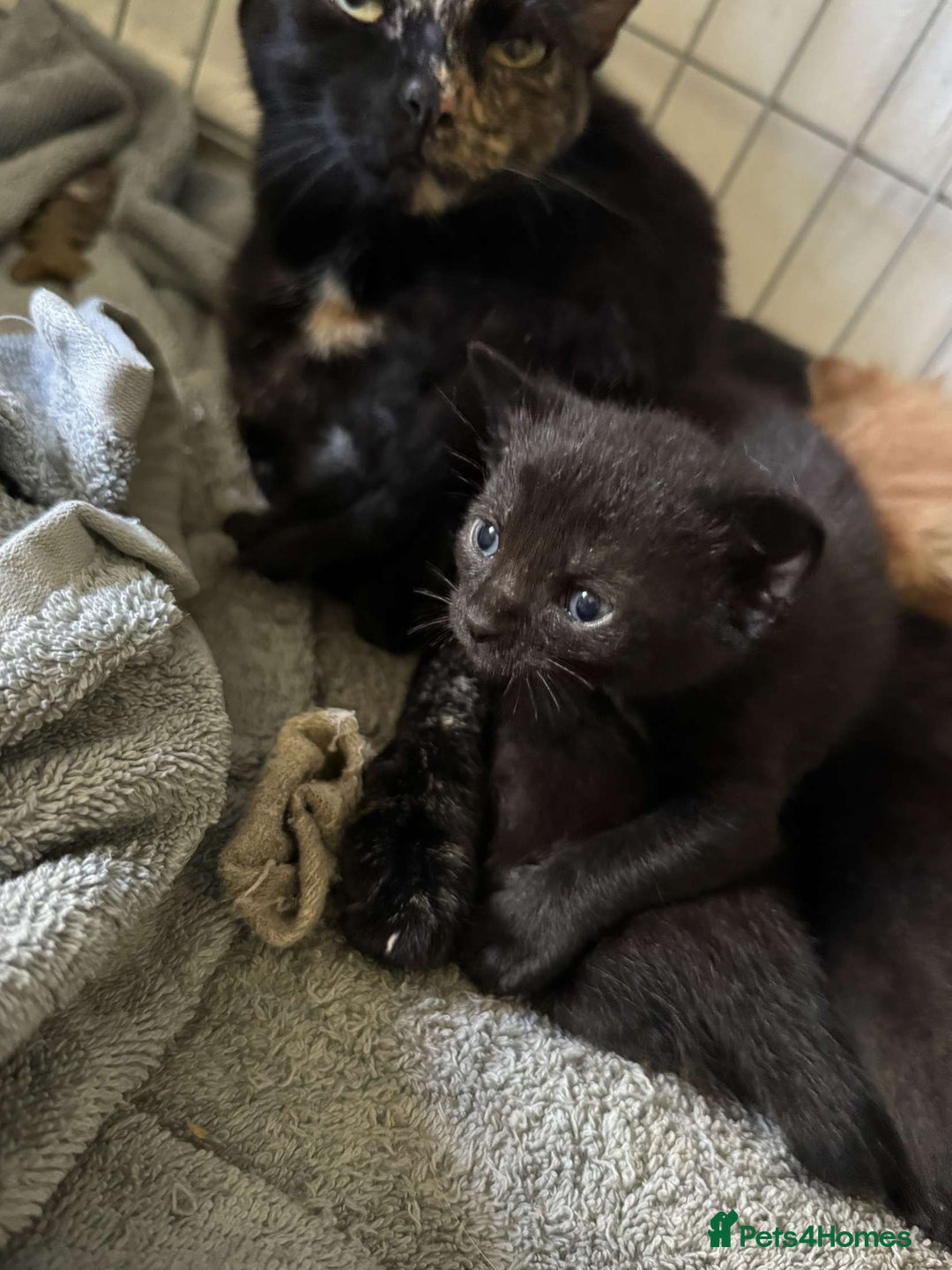 British Shorthair cats for sale: 6 beautiful kittens  - Image 7