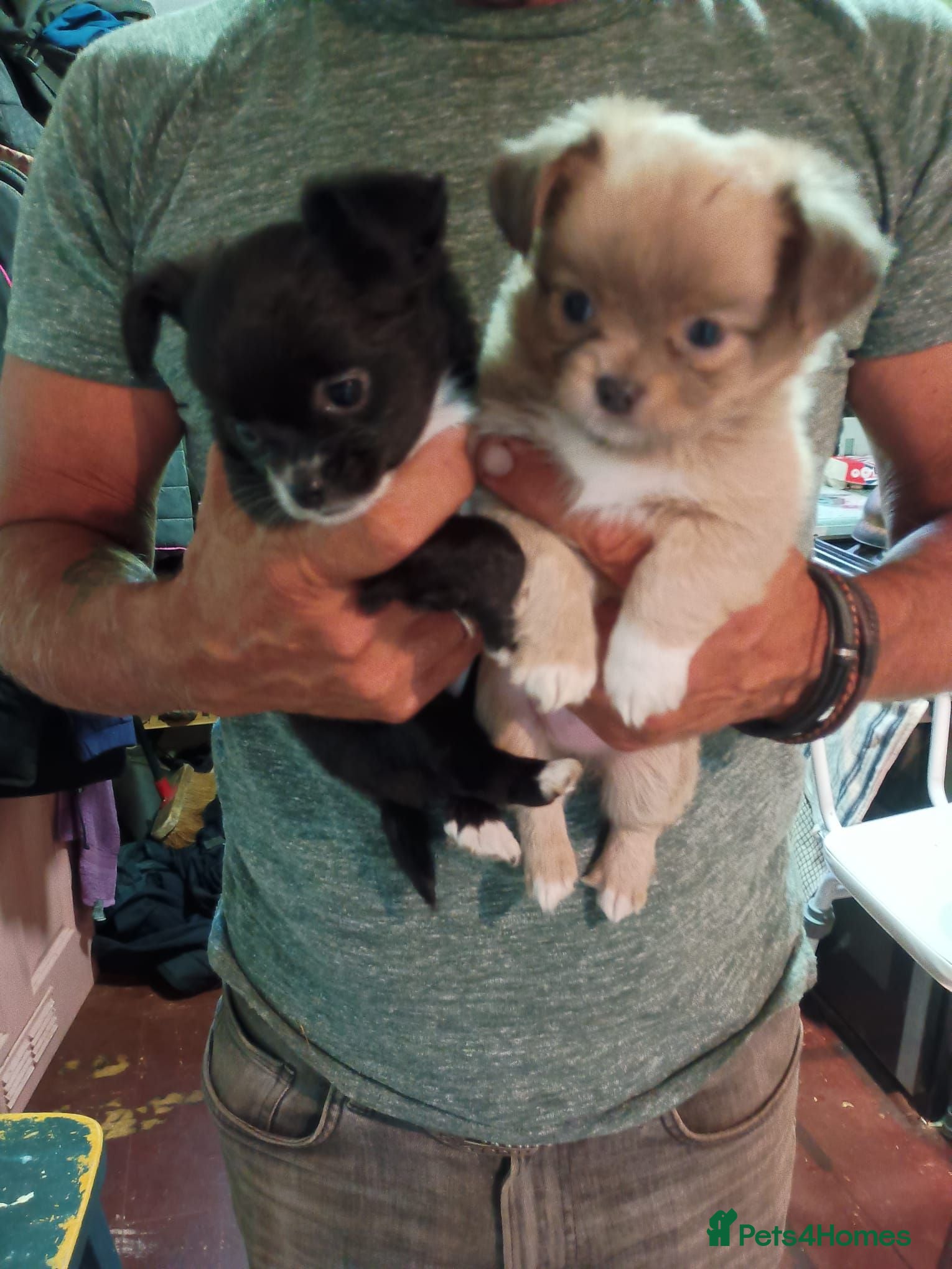 Pomchi dogs Four amazing looking Pomchi's - Advert 2