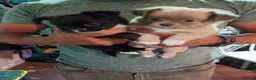 Pomchi dogs for sale: Four amazing looking Pomchi's in Cullompton - Advert 1