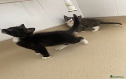 Mixed Breed cats for sale: Beautiful kittens  - Image 7