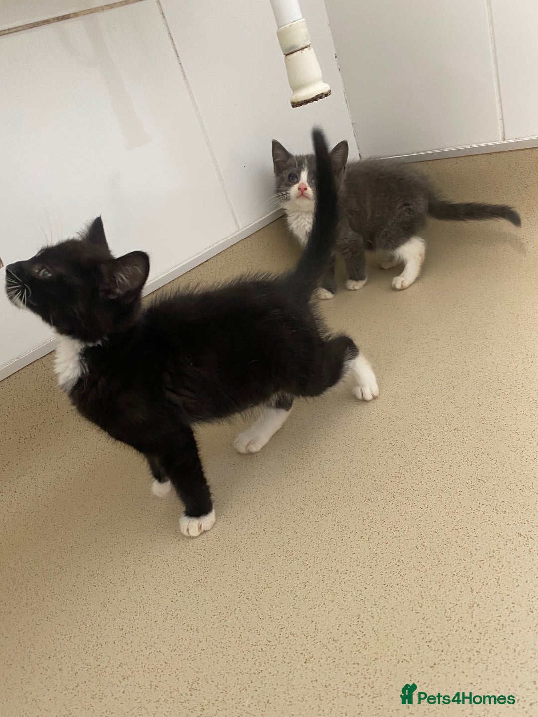 Mixed Breed cats for sale: Beautiful kittens  - Image 7