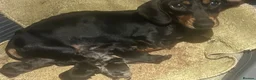 Miniature Dachshund dogs for sale: Miniature Daschund Pups for loving homes - Advert 5