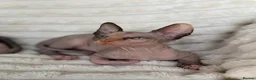 Sphynx cats for sale: Canadian Sphynx Kittens  - Advert 15