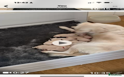 Golden Retriever dogs for sale: Cream golden retriever puppies  - Advert 1