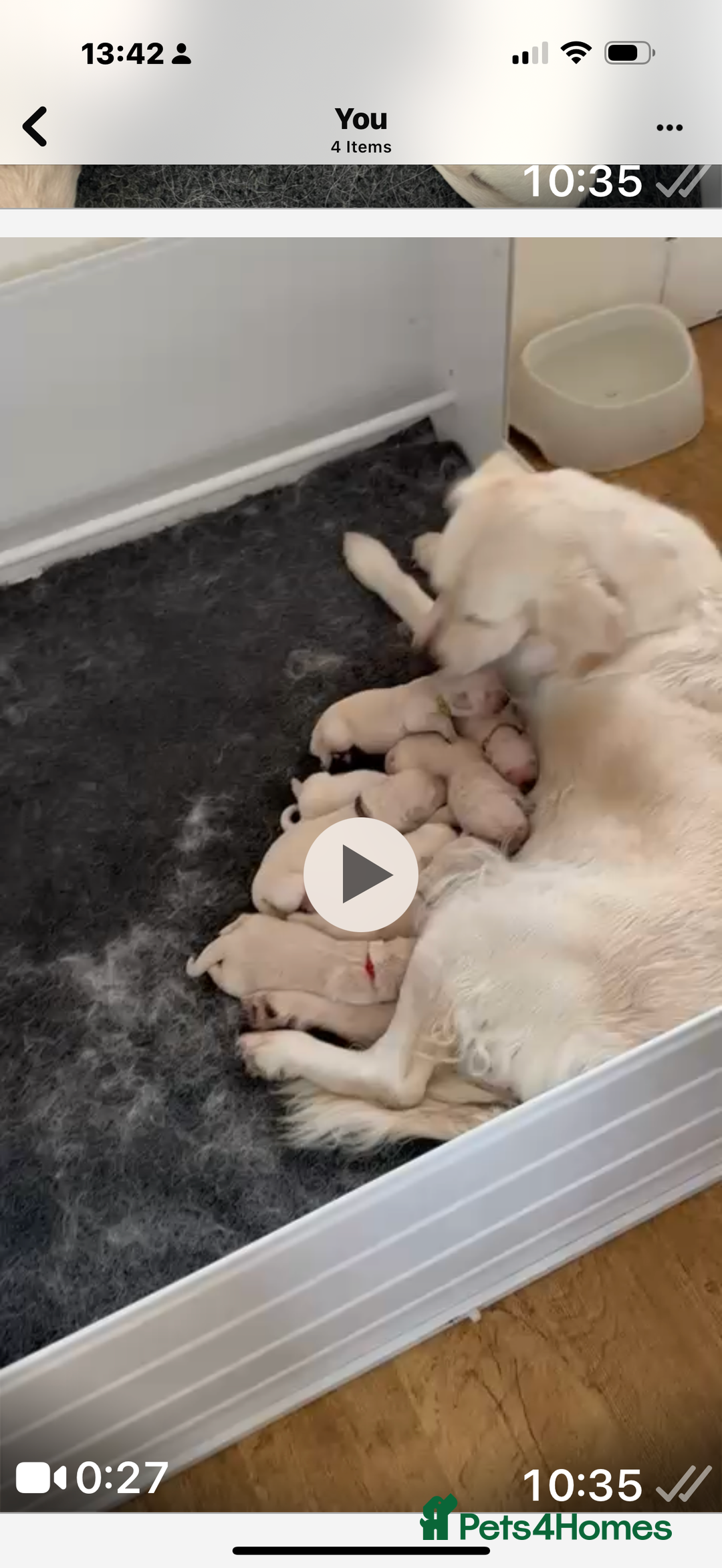 Golden Retriever dogs for sale: Cream golden retriever puppies  - Advert 1