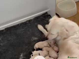 Golden Retriever dogs Cream golden retriever puppies - Advert 3