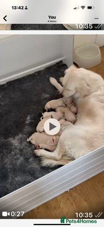 Golden Retriever dogs Cream golden retriever puppies - Advert 1