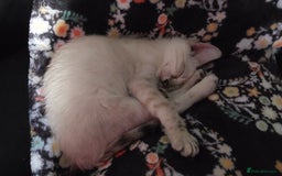 Bengal cats for sale: Snow bengal x seal point ragdoll kittens - Image 2