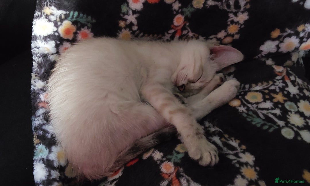 Bengal cats for sale: Snow bengal x seal point ragdoll kittens - Image 2