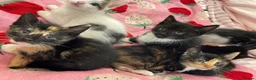 Mixed Breed cats for sale: 6 Adorable Kittens – 3 Boys & 3 Girls - Advert 6