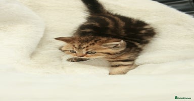 British Shorthair cats in Feltham - Advert 12