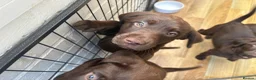 Labrador Retriever dogs for sale: Beautiful Chocolate Labrador Puppies - 09/03/2026 - Advert 9