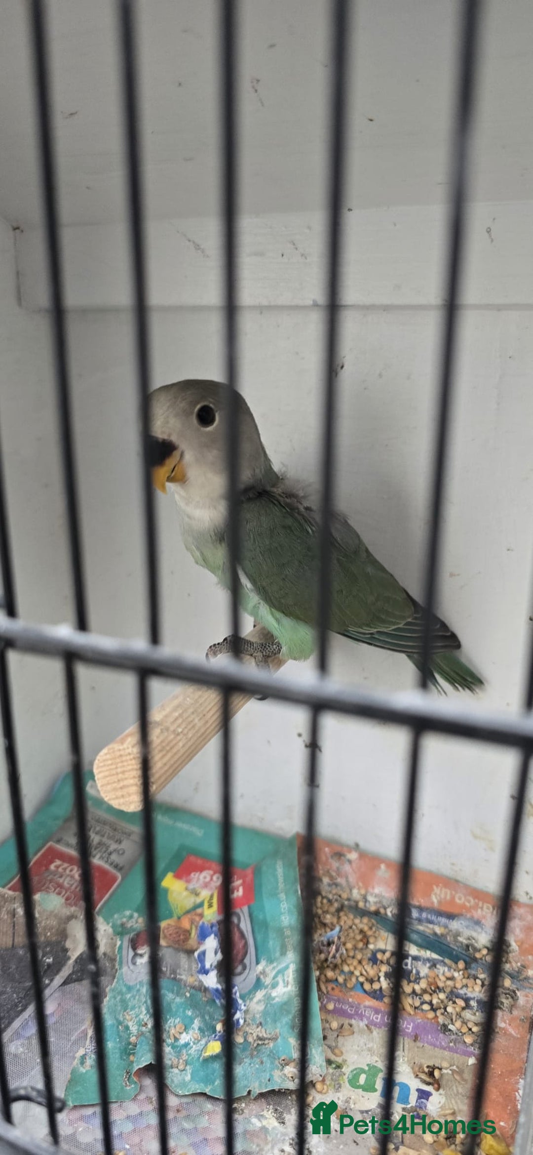 Lovebirds birds for sale: Love bird and breeding pairs of Budgies  - Advert 15