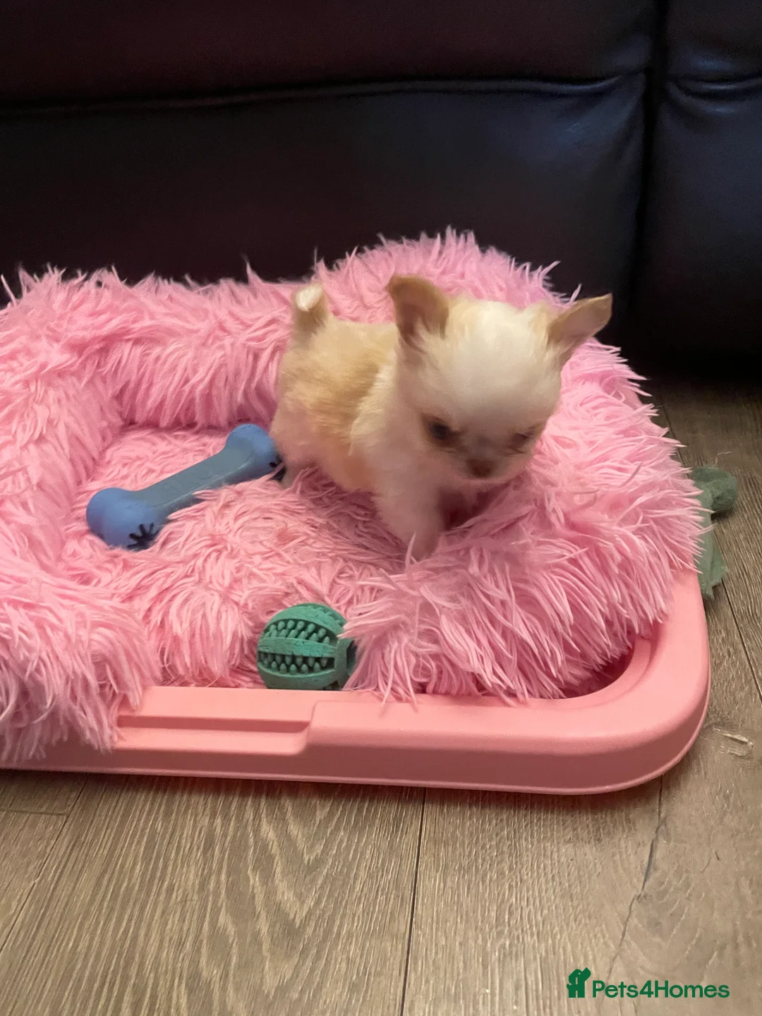 Chihuahua dogs for sale: Gorgeous  little  Longcoat Boy Kc 🌟🌟🌟🌟🌟 - Advert 15