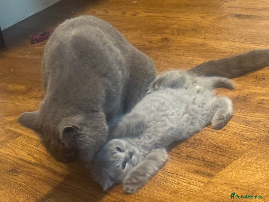 British Shorthair cats for sale: 🐾 British Shorthair Kittens 🐾 - Image 12