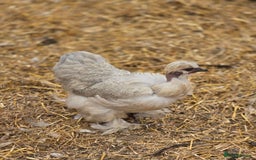 Chickens poultry for sale: Naked Neck Hens - Image 3
