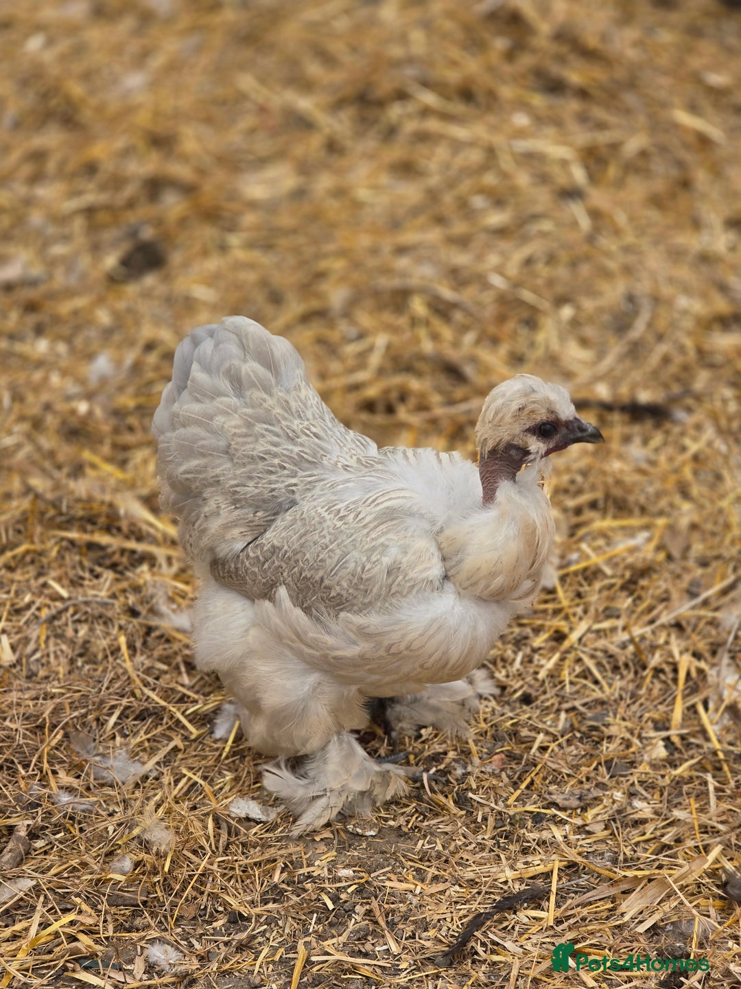 Chickens poultry for sale: Naked Neck Hens - Image 3