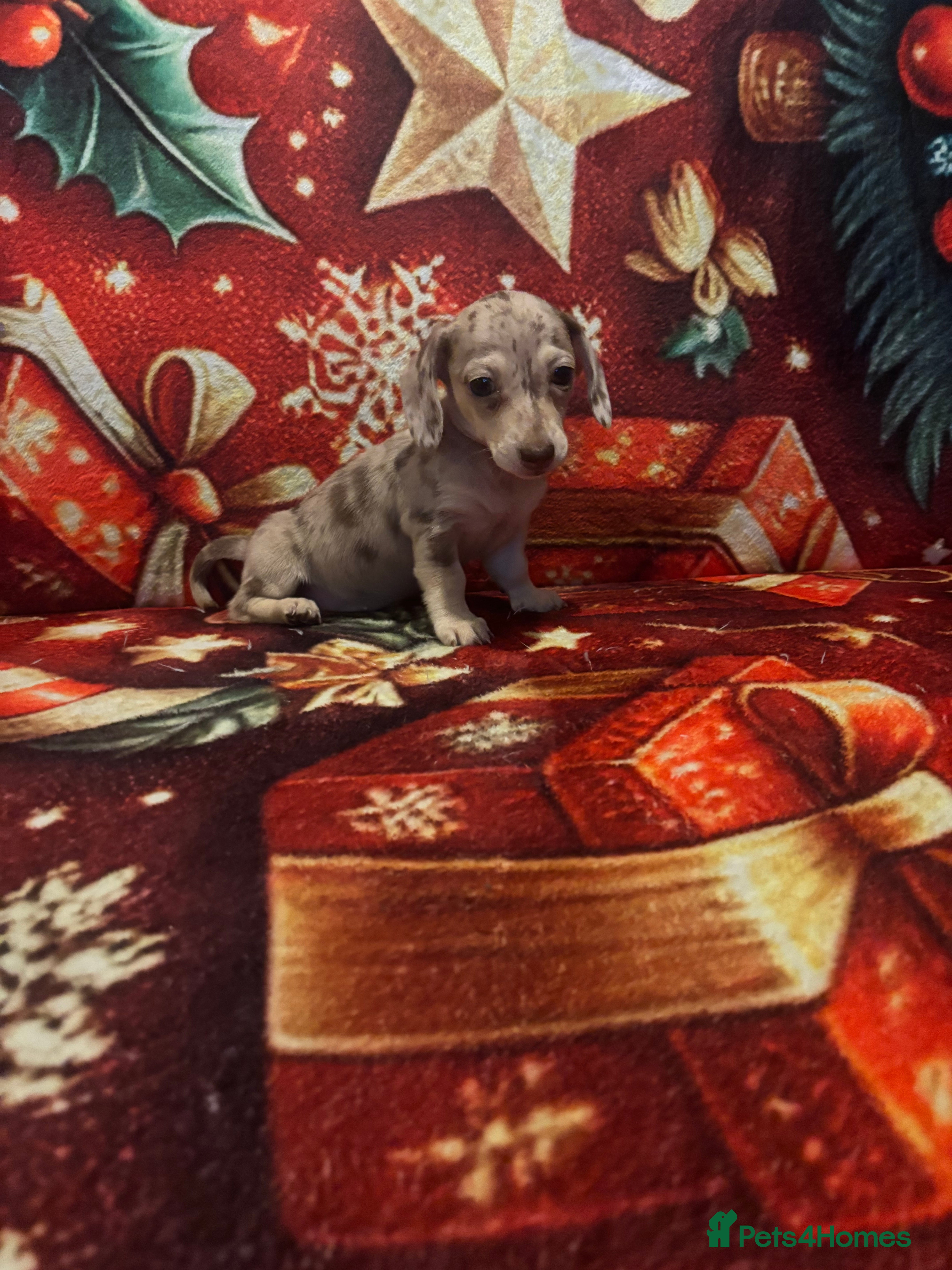 Miniature Dachshund dogs Miniature Dachshund puppy ,Ready  - Advert 6