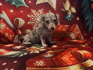 Miniature Dachshund dogs Miniature Dachshund puppy ,Ready - Advert 3
