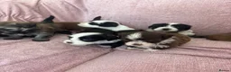 Havanese dogs for sale: Gorgeous litter of Havanese puppies. - Advert 9