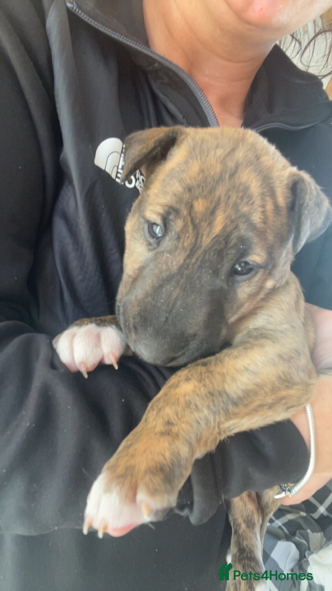 English Bull Terrier dogs for sale: *One Left* KC Reg English Bull Terrier Pups  - Advert 6