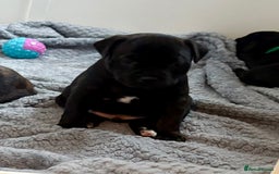 Staffordshire Bull Terrier dogs for sale: Floyd & Sky - Advert 29