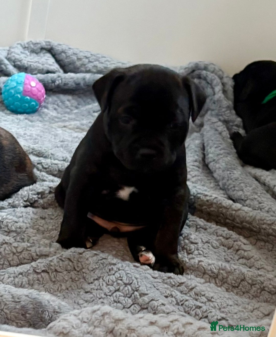 Staffordshire Bull Terrier dogs for sale: Floyd & Sky - Advert 29