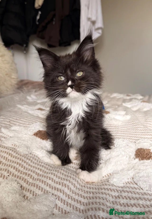 Maine Coon cats POLYDACTYL MAINE CON KITTENS.LAST 2.  - Advert 1