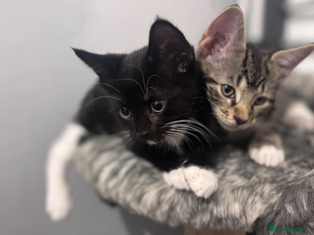 British Shorthair cats for sale: 🐾 Beautiful British Shorthair Cross Kittens - Advert 1