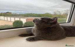 British Shorthair cats for stud: Big boy CJ Blu British short hair for stud  - Image 2