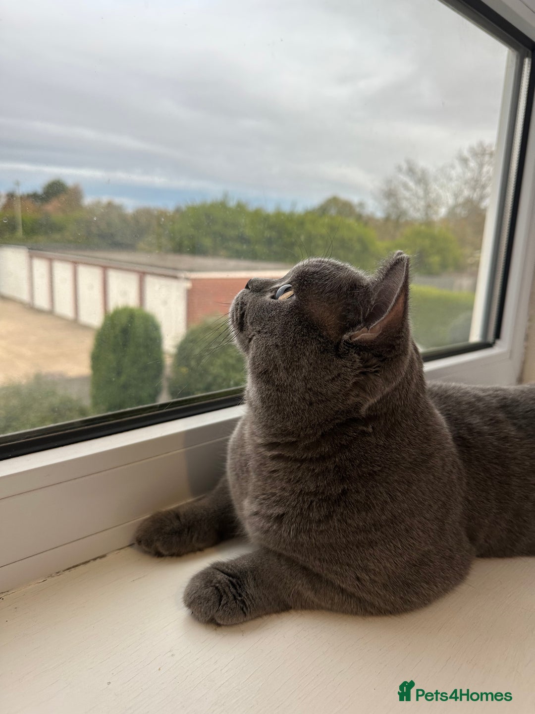 British Shorthair cats for stud: Big boy CJ Blu British short hair for stud  - Image 2