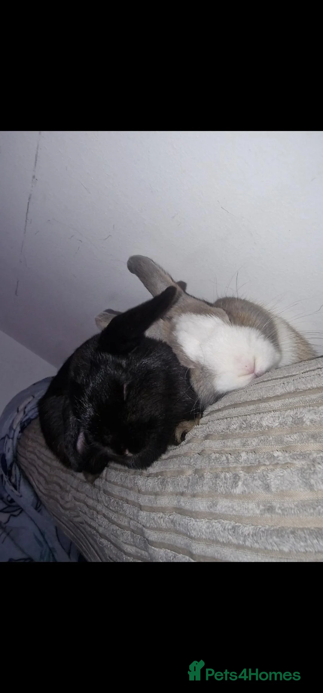Mini Lop rabbits for sale: Mum and dad - Advert 2
