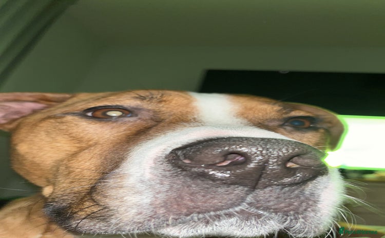 Mixed Breed dogs - Advert 3