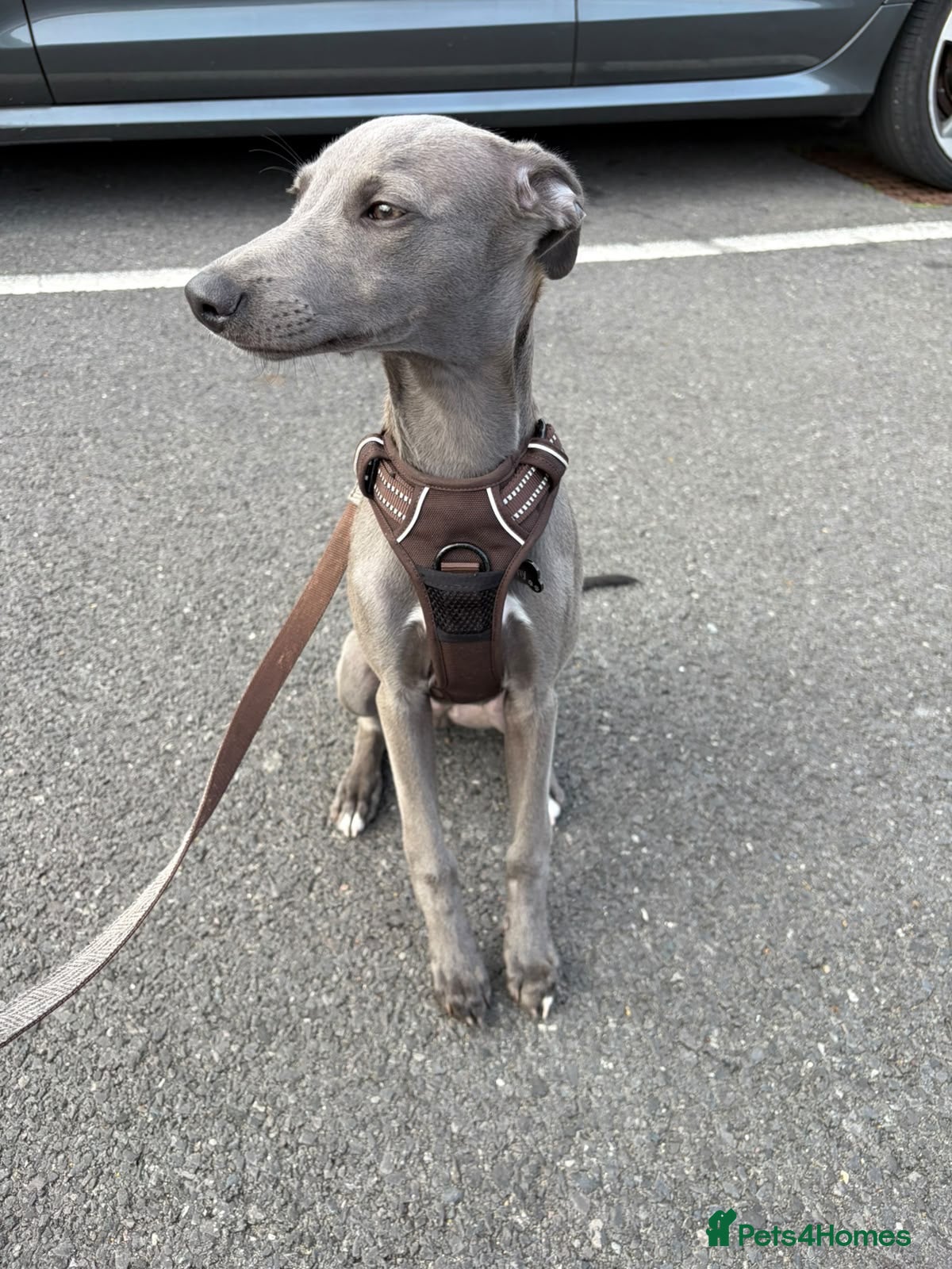 Whippet dogs Whippet puppy for rehoming  - Advert 6