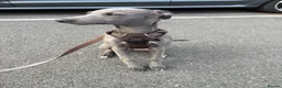 Whippet dogs for sale: Whippet puppy for rehoming  in Bournemouth - Advert 1