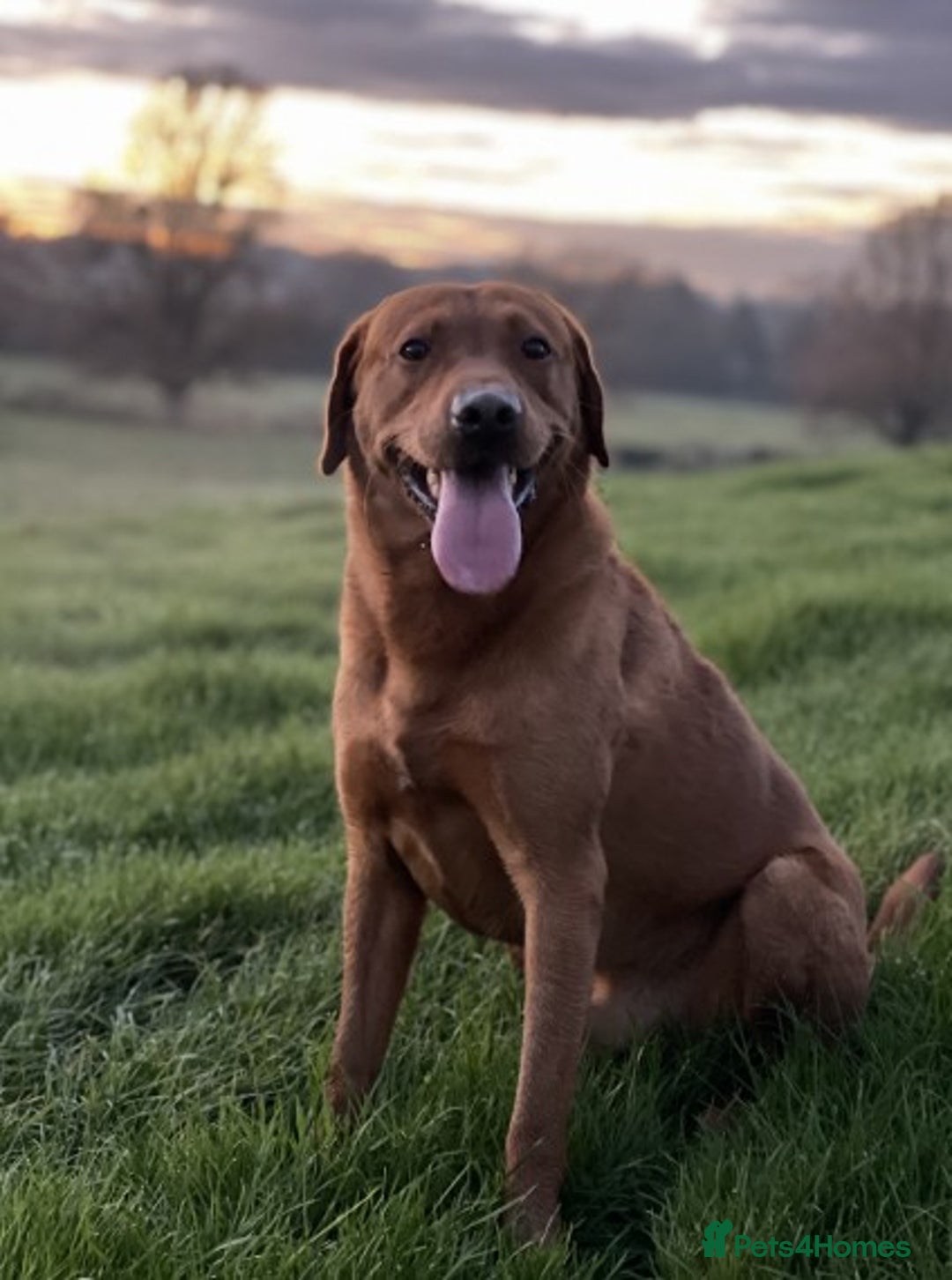 Labrador Retriever dogs for stud: Proven, Dark Fox Red, DNA Clear Labrador Stud in Evesham - Advert 9