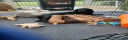 Sprocker dogs for sale: Sprocker puppy - Advert 6