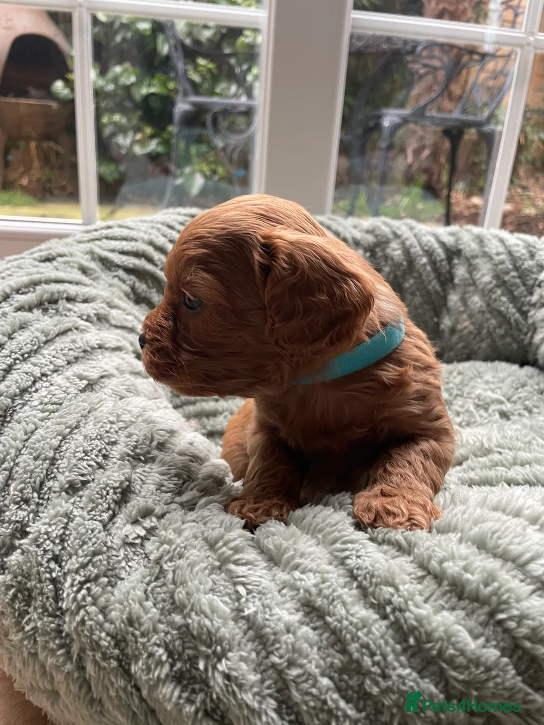 Cavapoo dogs for sale: F1 Toy Cavapoo puppies  - Advert 10