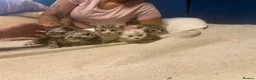 Egyptian Mau cats for sale: beautiful egyptian Mau kittens  in Chelmsford - Advert 16